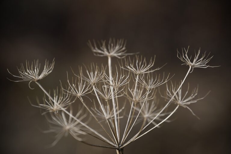 dried-flower-5876557_1920